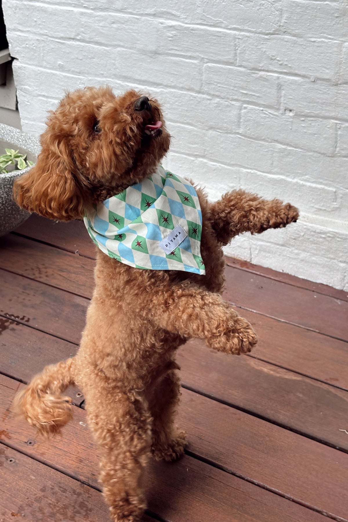 Dog Bandana - Starlight