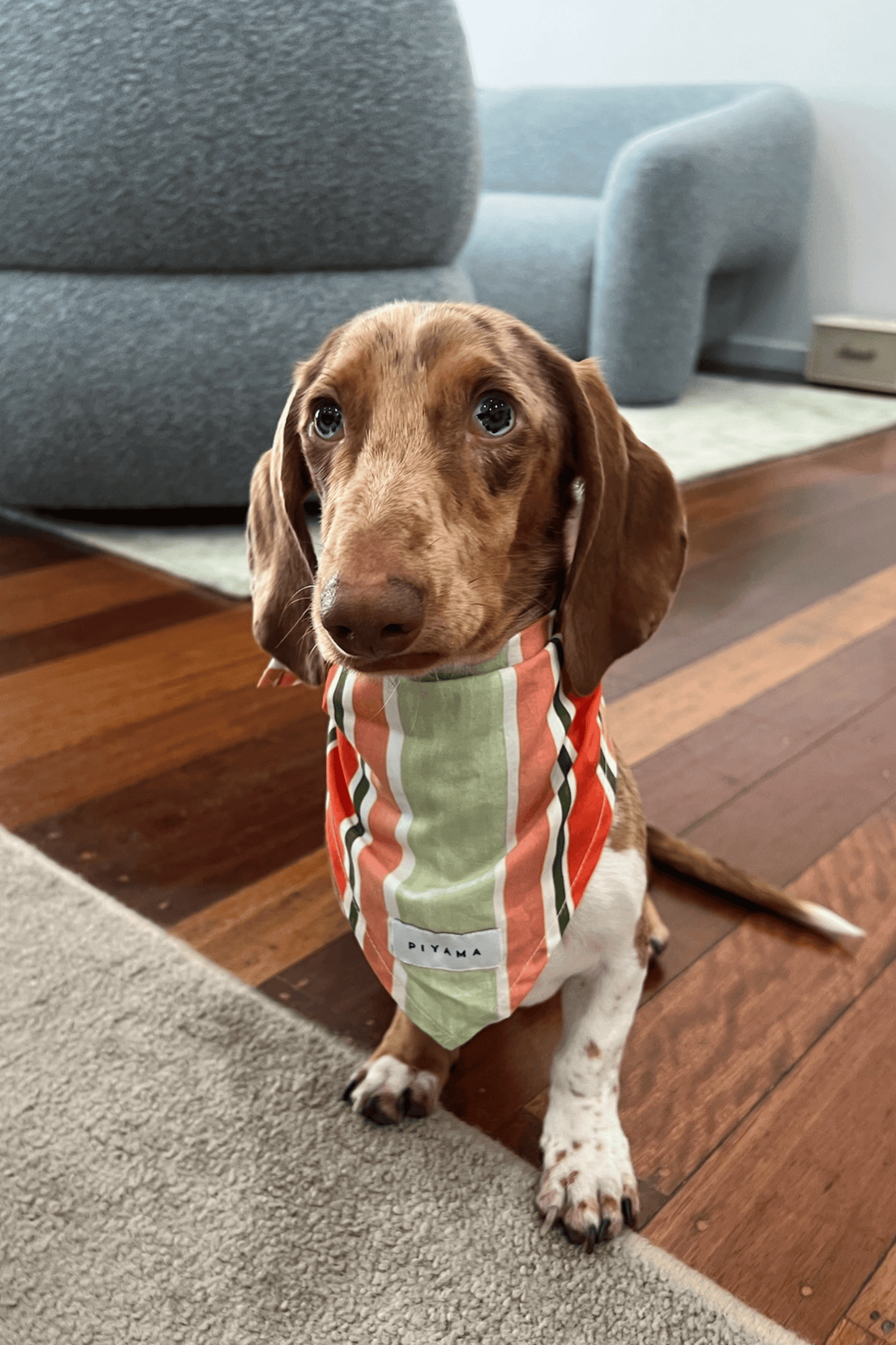 Dog Bandana - Cotton Modal - Holiday Stripe