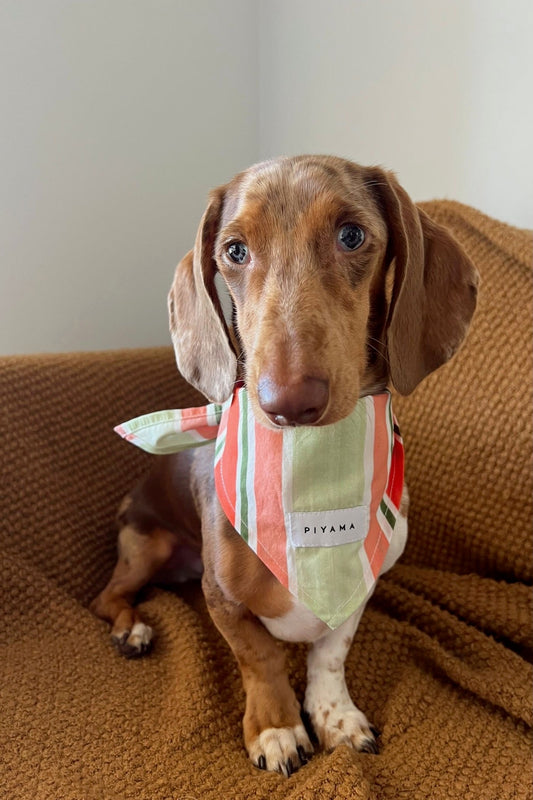 Dog Bandana - Cotton Modal - Holiday Stripe