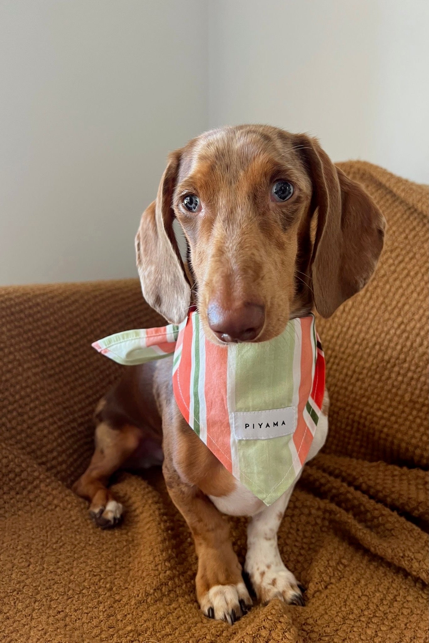 Dog Bandana - Cotton Modal - Holiday Stripe